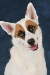 Sasha the rescue dog from the "Good Doggie" Super Bowl Commercial